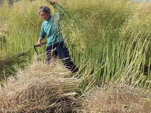 油菜妈妈视频大全下载_(油菜妈妈给孩子准备了什么)