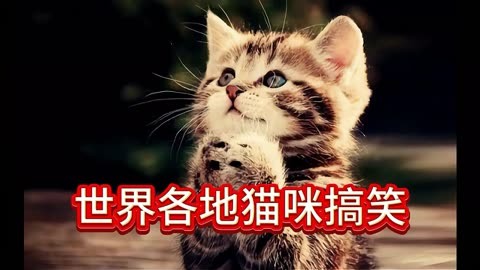 酷拽猫搞笑视频下载-(搞笑视频笑死人100个短片下载)
