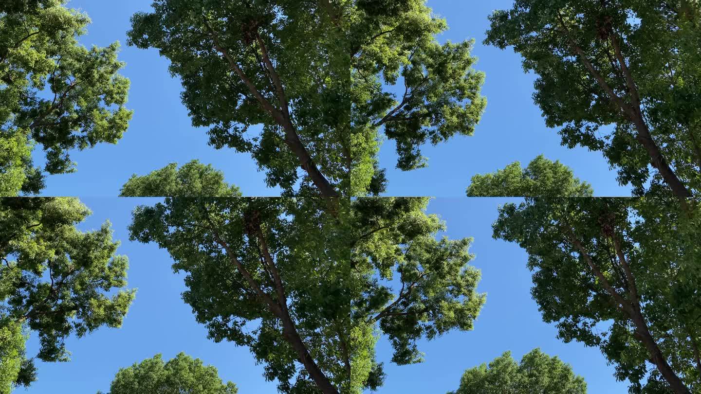 树干晃动的素材视频下载(树干晃动的素材视频下载网站)